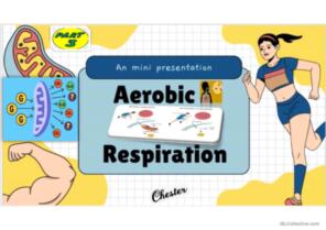 COMBUSTION AND AEROBIC RESPIRATION PART 3 ACTIVITY