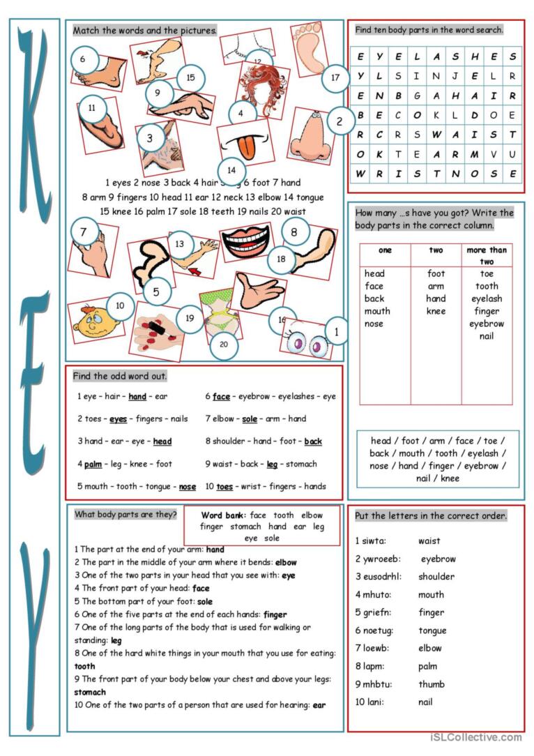 Parts of the Body Vocabulary Exercises