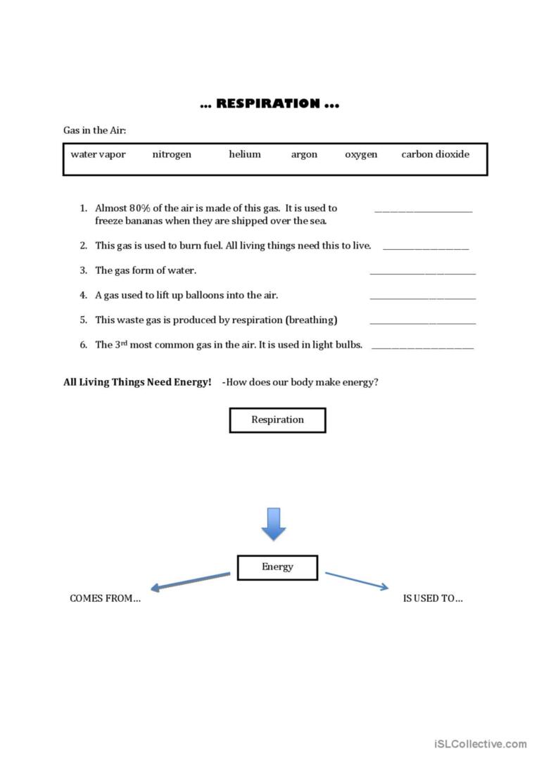 Breathing and Respiration Fact Sheets