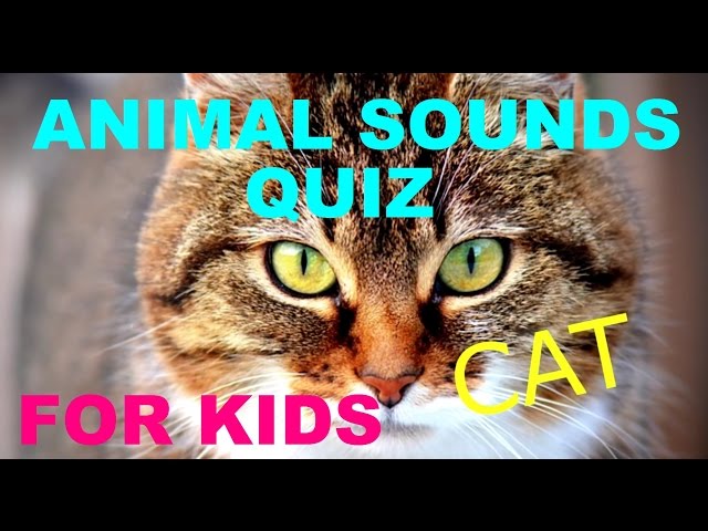 Animal Sound Quiz - Practising Animal Names