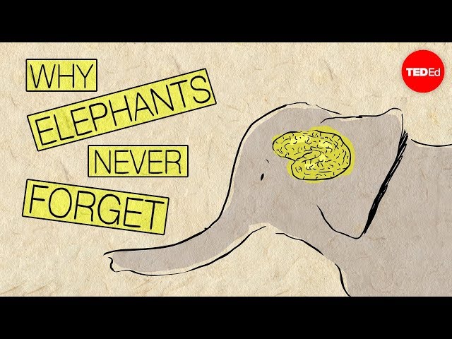 Why Elephants Never Forget