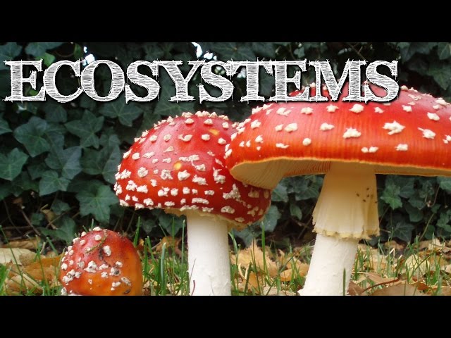 Science - Ecosystems Explained