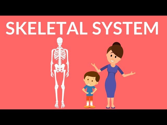 Our Skeletal System