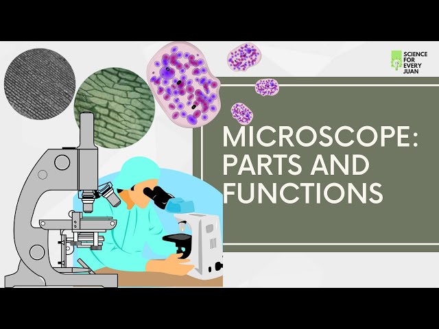 Microscope Parts And Function