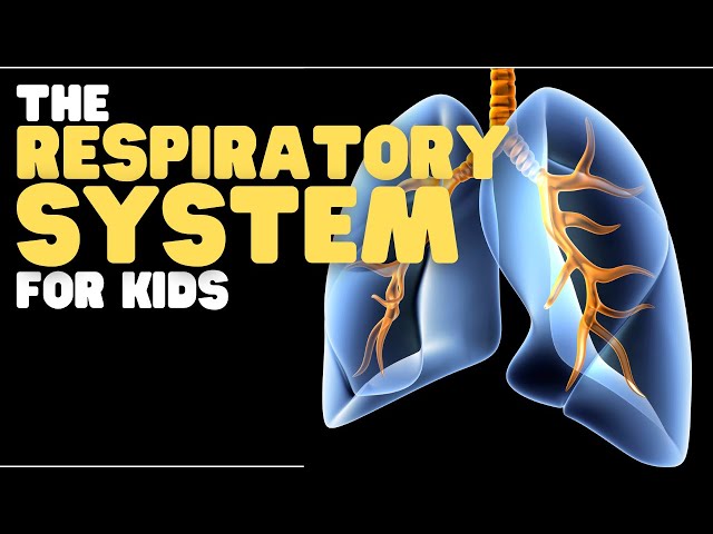 The Respiratory System for Kids