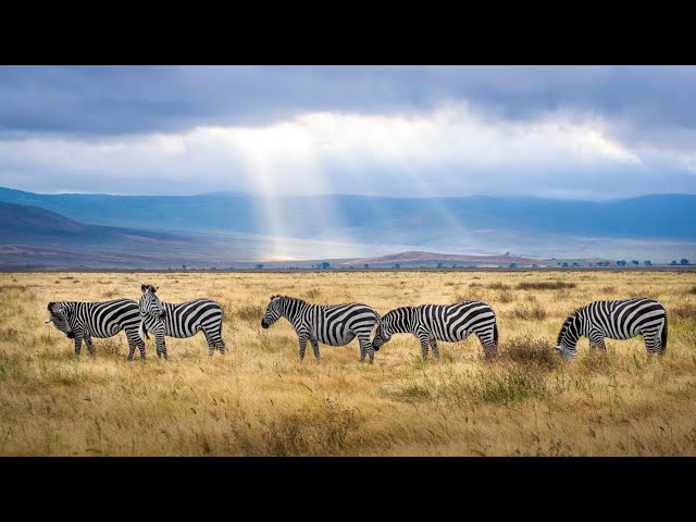 Science - Grasslands Biome Documentary